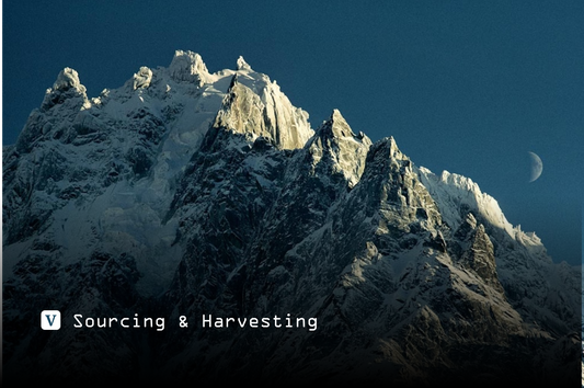 Shilajit Sourcing Explained: Harvesting & Processing